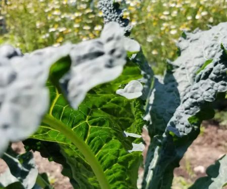 Eagle Slope Community Garden
