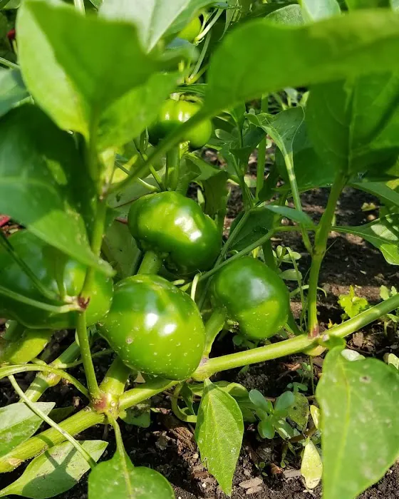 Eagle Slope Community Garden Picture 2