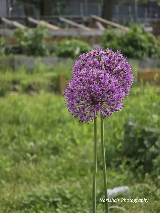 Eagle Slope Community Garden Picture 5