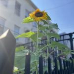 Cordelia's Garden (C.S. 134 Community Improvement Garden)