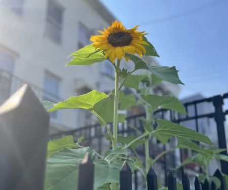 Cordelia's Garden (C.S. 134 Community Improvement Garden)