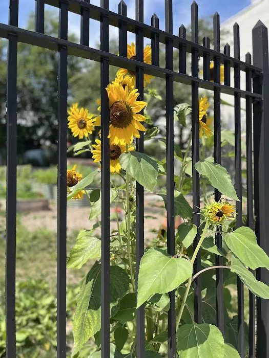 Cordelia's Garden (C.S. 134 Community Improvement Garden) Picture 2