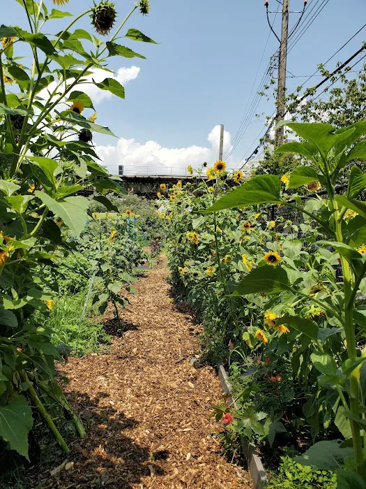 ENY Youth Farm Picture 8