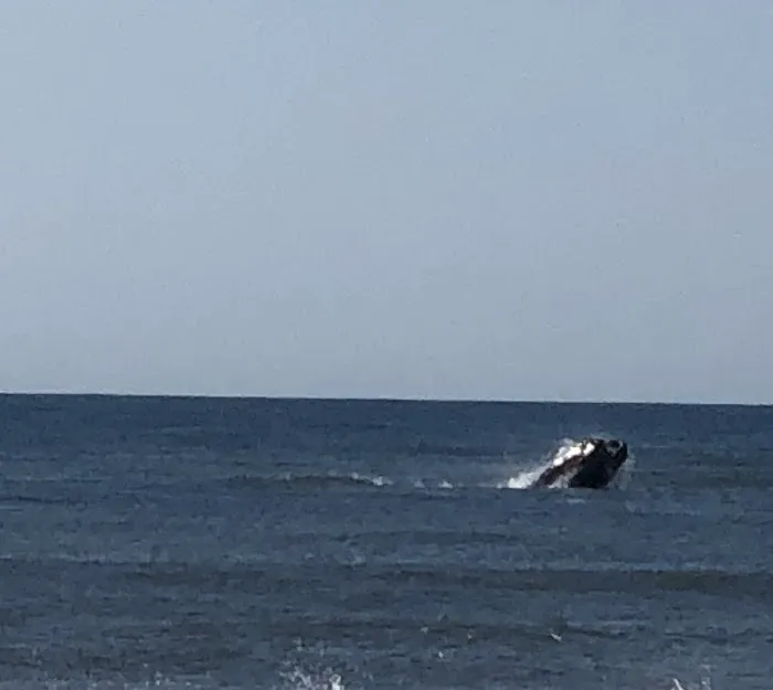 Driftwood On The Ocean Picture 10