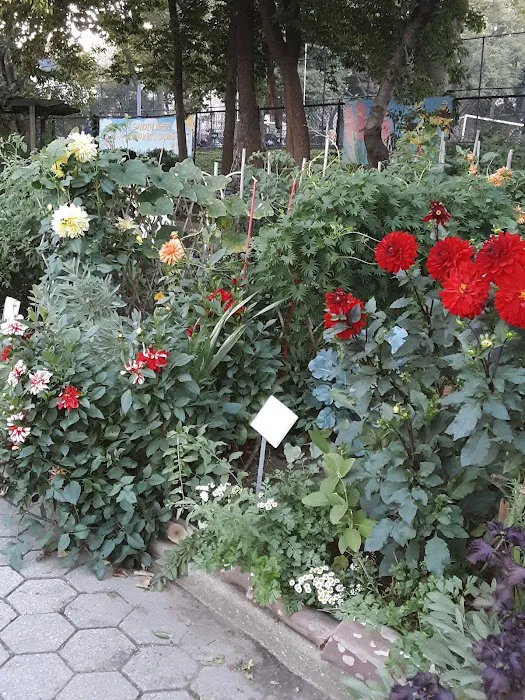 Highland Park Community Garden Picture 3
