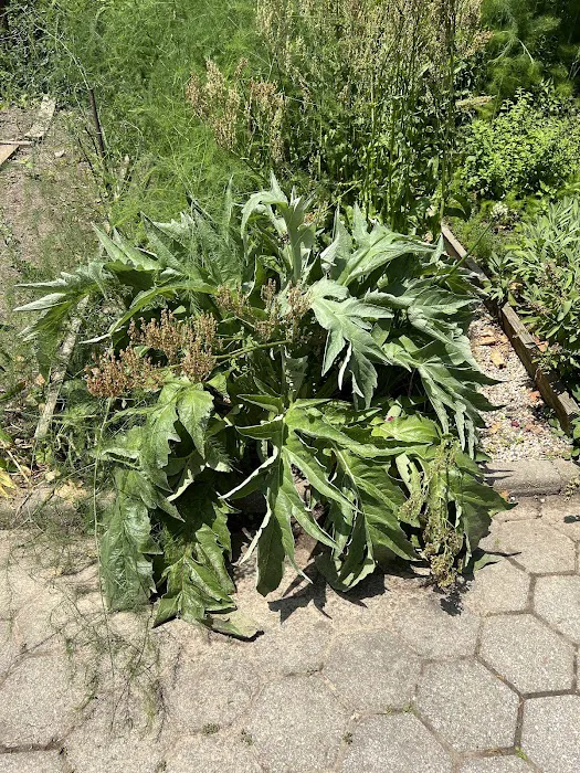 Highland Park Community Garden Picture 6