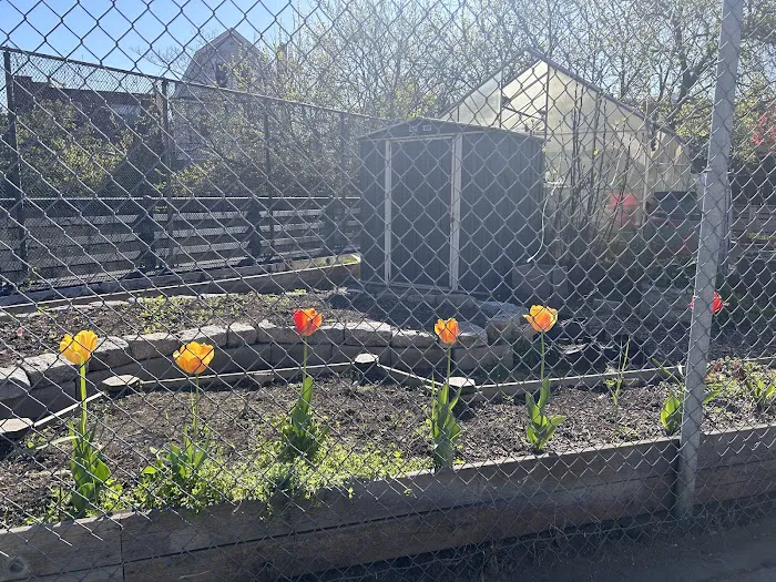 Queens New Roots Picture 6