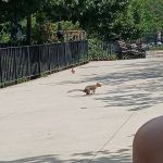 Travers Dog Run