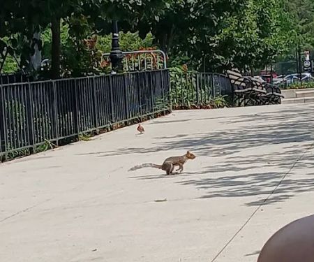 Travers Dog Run