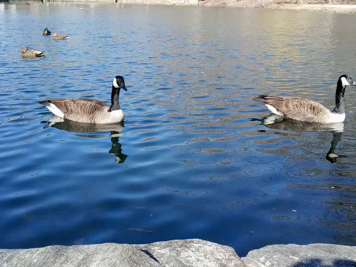 Crane's Pond Picture 2