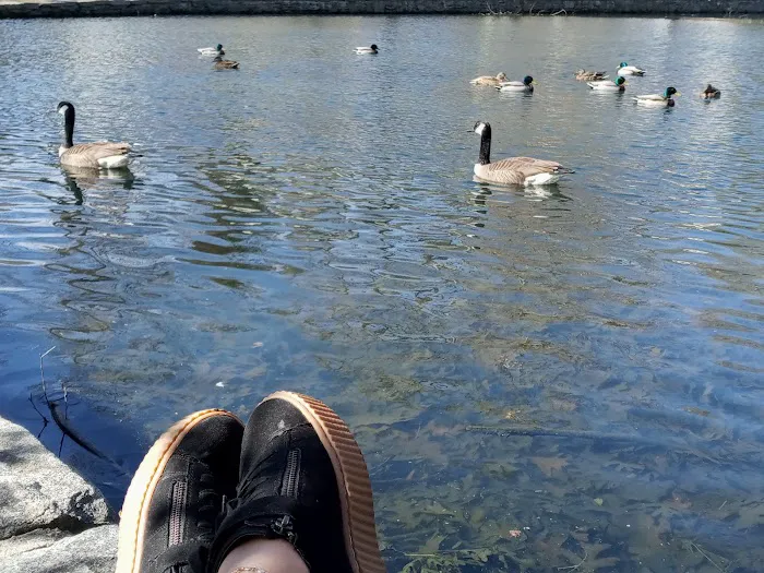 Crane's Pond Picture 6