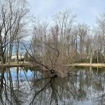 Heathcote Duck Pond