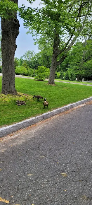 Heathcote Duck Pond Picture 3
