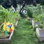 Davidson Avenue Community Gardeners Group
