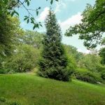 Ewen Park