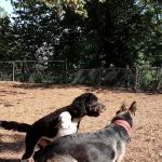 Ewen Park Dog Run