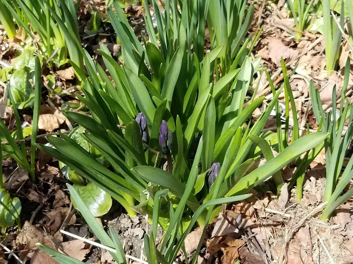 Davidson Avenue Community Garden Picture 2