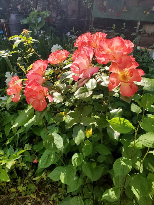 Davidson Avenue Community Garden Picture 9