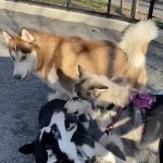 Devoe Park Dog Run