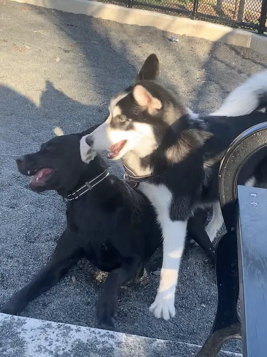 Devoe Park Dog Run Picture 4