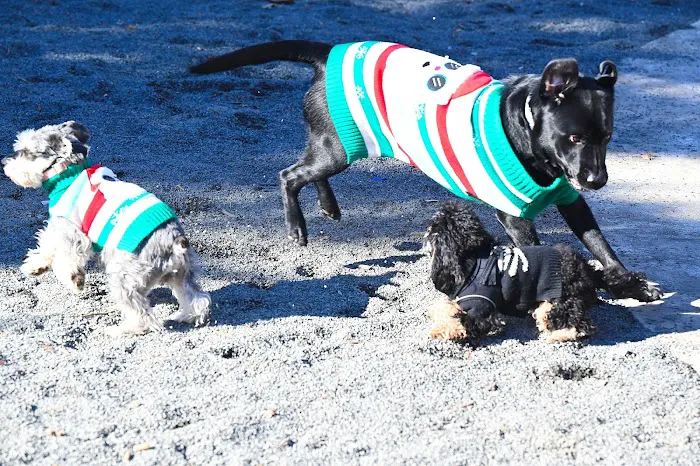 Devoe Park Dog Run Picture 9