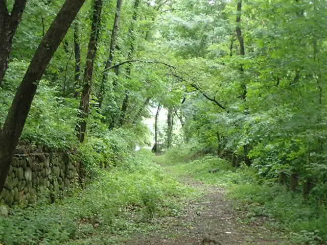 University Woods Picture 3