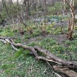 Stewards of Ewen Park