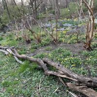 Stewards of Ewen Park ico