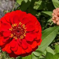 PS24 Garden ico