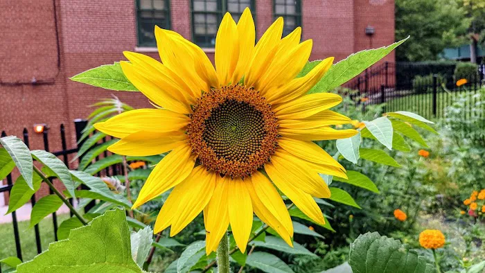 PS24 Garden Picture 6