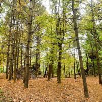 Riverdale Park ico