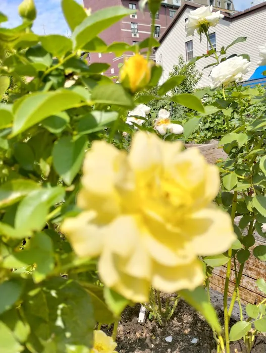 Bathgate Community Garden Picture 5