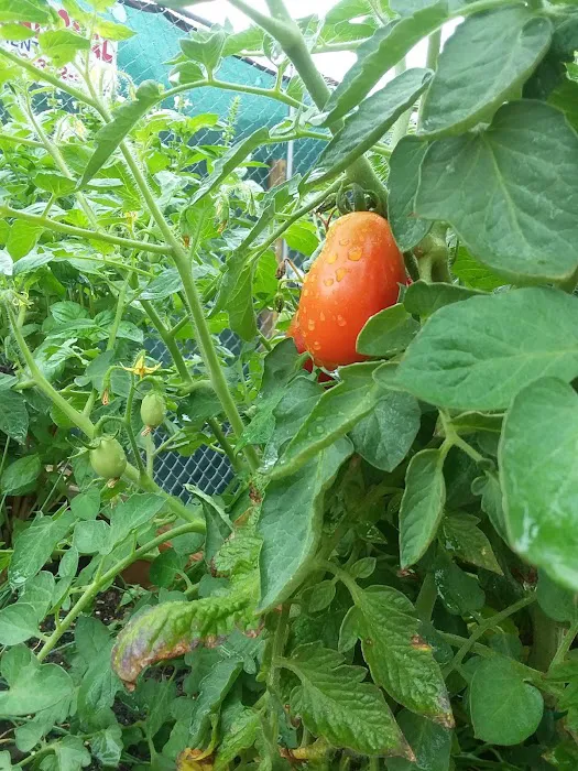 Bathgate Community Garden Picture 7