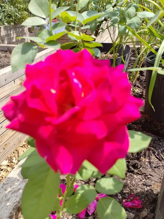 Bathgate Community Garden Picture 1