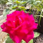 Bathgate Community Garden