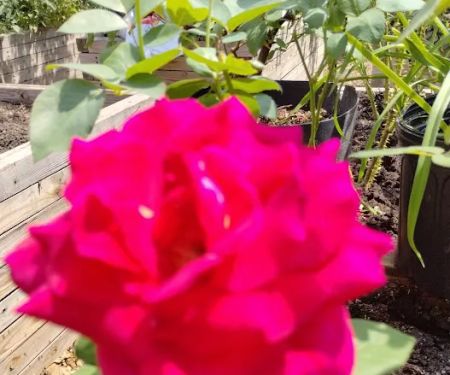 Bathgate Community Garden