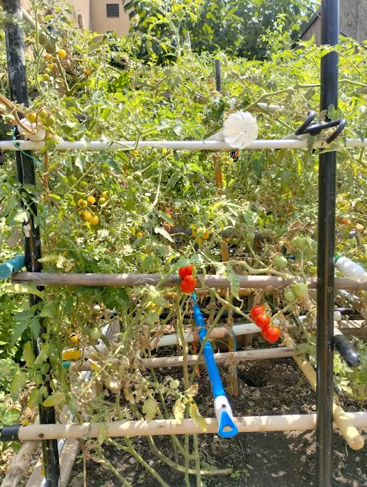 Bathgate Community Garden Picture 3