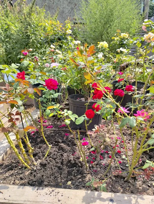 Bathgate Community Garden Picture 2