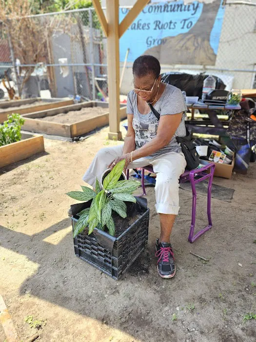 Concrete Dreams Community Garden Picture 4