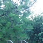 Estella Diggs Park