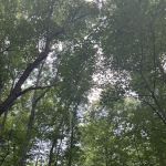 Saxon Woods Park Trail Head