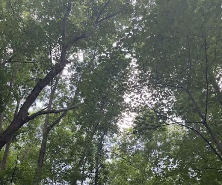 Saxon Woods Park Trail Head