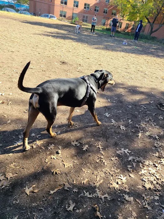 Landing Lights Dog Run Picture 2