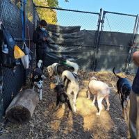 Landing Lights Dog Run ico