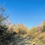 Canarsie Park Hiking Path