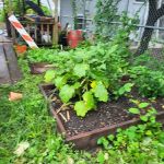 Victory Garden