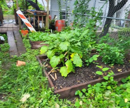 Victory Garden