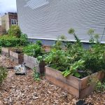 Cleveland Street Vegetable Garden
