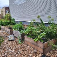 Cleveland Street Vegetable Garden ico