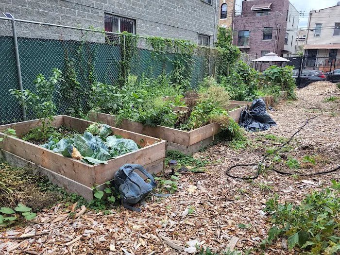 Cleveland Street Vegetable Garden Picture 3